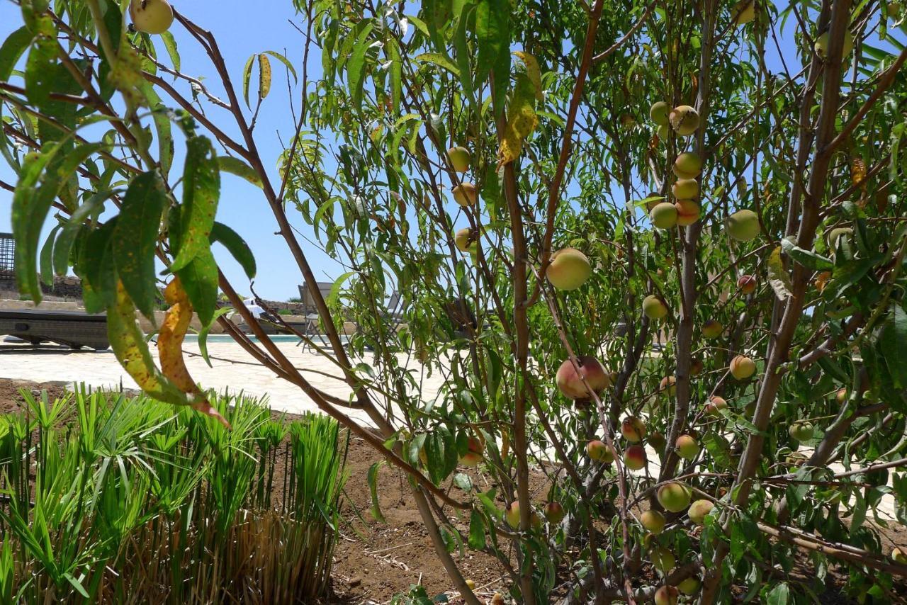 Finca Du Ressourcement Higueron Apartment Vejer de la Frontera Ngoại thất bức ảnh